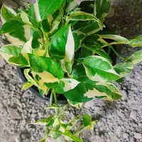 گلسرای محمدی