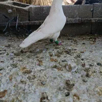 سفید بزن طوقی