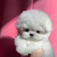 سگ میکرو|سگ|اصفهان, باغ فردوس|دیوار