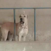 توله سگ سرابی نر ۷ماهه