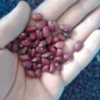 لوبیا قرمز نخود لوبیا چیتی و...