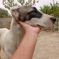 واگذاری سگ آلابای|سگ|آزادشهر, |دیوار