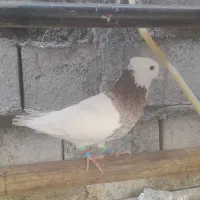 کبوتر کفتر