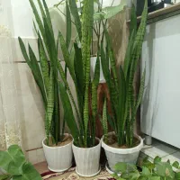 گل طبیعی|گل و گیاه طبیعی|دورود, |دیوار