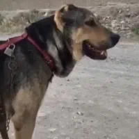 سگ نژاد دار|سگ|مشهد, طبرسی شمالی|دیوار