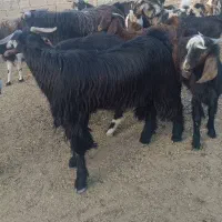 کهره نر چاق|حیوانات مزرعه|داراب, |دیوار