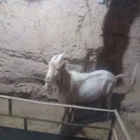 تکه سانن نژادخوب فروشی..۳۵۰۰۰۰۰۰ فروش نقدی