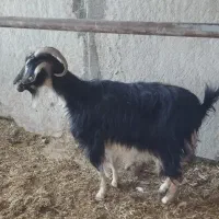 بزجوان ابستن