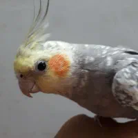 یک عدد عروس نر با قفس