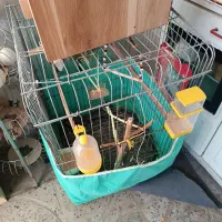 قفس پرنده