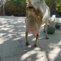 چپش نره سانن فوق اصلی