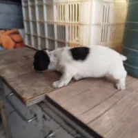 سگ پاکوتاه هاوانیز|سگ|کرمانشاه, |دیوار