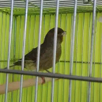 قناری فروشی|پرنده|محمدشهر, شهرک چمران|دیوار