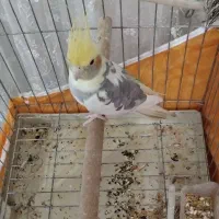 عروس هلندی گمشده