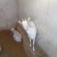 سلام دو عدد بز سانن ابستن موقعیت بافق