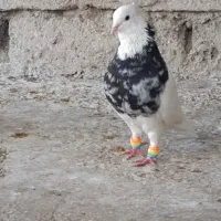 نر طوقی هفت‌رنگ سیاه|پرنده|بندر ماهشهر, |دیوار