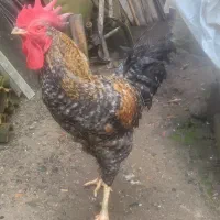 فروش تخم نطفه دار مرغ