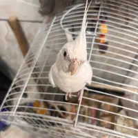 عروس هلندی البینو جوجه