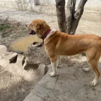 سگ آلابای اصیل نر