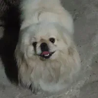 پیکینیز امپریال جهت جفت گیری