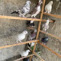 کبوتر تهرانی پرشی