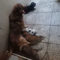 سگ ماده 2ساله