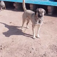 ماده عراق اصل