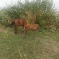 اسب ماده با کره نر|اسب و تجهیزات اسبسواری|آزادشهر, |دیوار