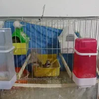 فنچ هلندی نر و ماده