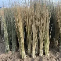 چوب مرغوب شال|حراج|محمدیه-قزوین, |دیوار