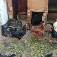 مرغ عربی تخمگذار