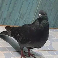 کبوتر فروشی|پرنده|نورآباد, |دیوار