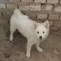 سگ پا کوتاه