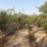 فروش انار روی درخت