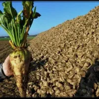 خریدار چغندر قند