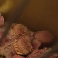 مرغ عشق مولد با جوجه|پرنده|شاهینشهر, خانه کارگر|دیوار