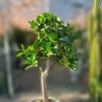 بونسای شمشاد  درختچە  شمشاد