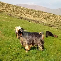 دبر|حیوانات مزرعه|بابا حیدر, |دیوار