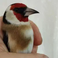 سهره و قناری شوش دانیال