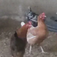 سه مرغ محلی اصل معاوضه با مرغ لاری یا جوجه لاری