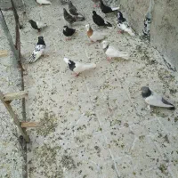 نرو ماده طوقی سینه