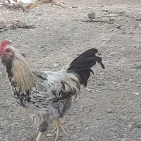خروس جوان ارکانیک