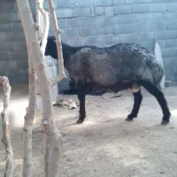 قوچ سیاه.میش.بره.بز