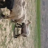 قوچ ترکی بختیاری