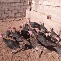 بوقلمون نر ۶ ماهه|حیوانات مزرعه|نیشابور, فردوسی جنوبی|دیوار