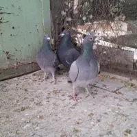 پرنده.کبوتر|پرنده|آباده, |دیوار