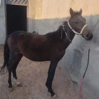 کره مادیون|اسب و تجهیزات اسبسواری|سبزوار, کوی گلستان|دیوار