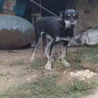 ماده 9ماهه مخصوص نگهبانی بهترین نژاد توله گیری|سگ|کلاله, |دیوار