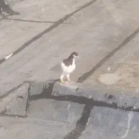 یال روسری خوشرنگ چپ