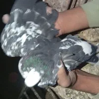 کفتر|پرنده|گلپایگان, |دیوار